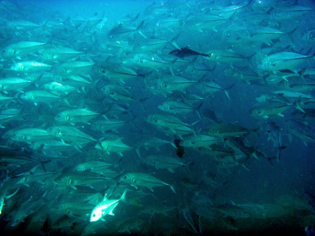 banqueta de peces